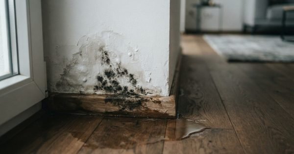 Severe water damage and mold growth on a residential interior drywall corner, bubbling paint, and damaged baseboard near a pool of water on a hardwood floor.